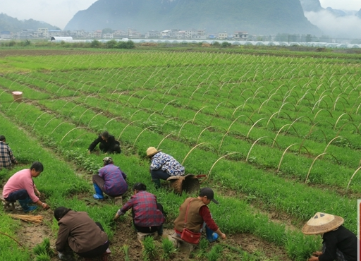 抢抓农时 移栽水稻（图）