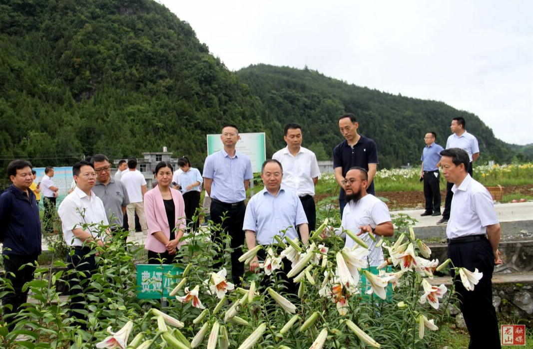 吴宏耀来龙山专题调研乡村振兴工作