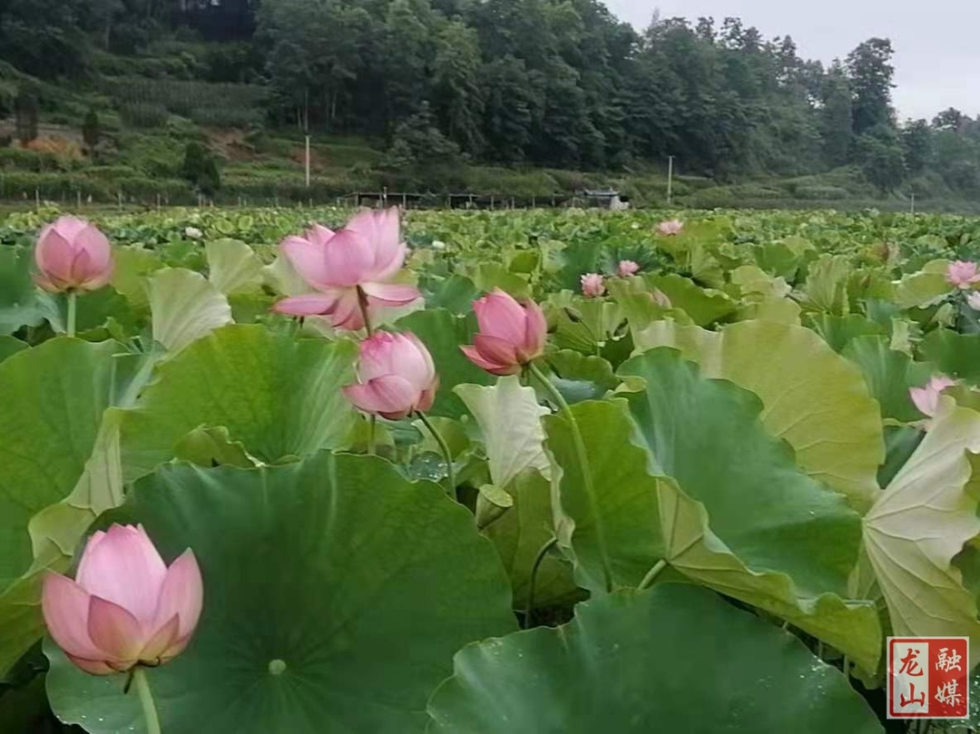 石羔镇泗坪村140亩荷花迎风绽放（图）
