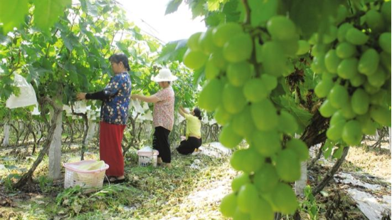 团结报：小葡萄串起大产业