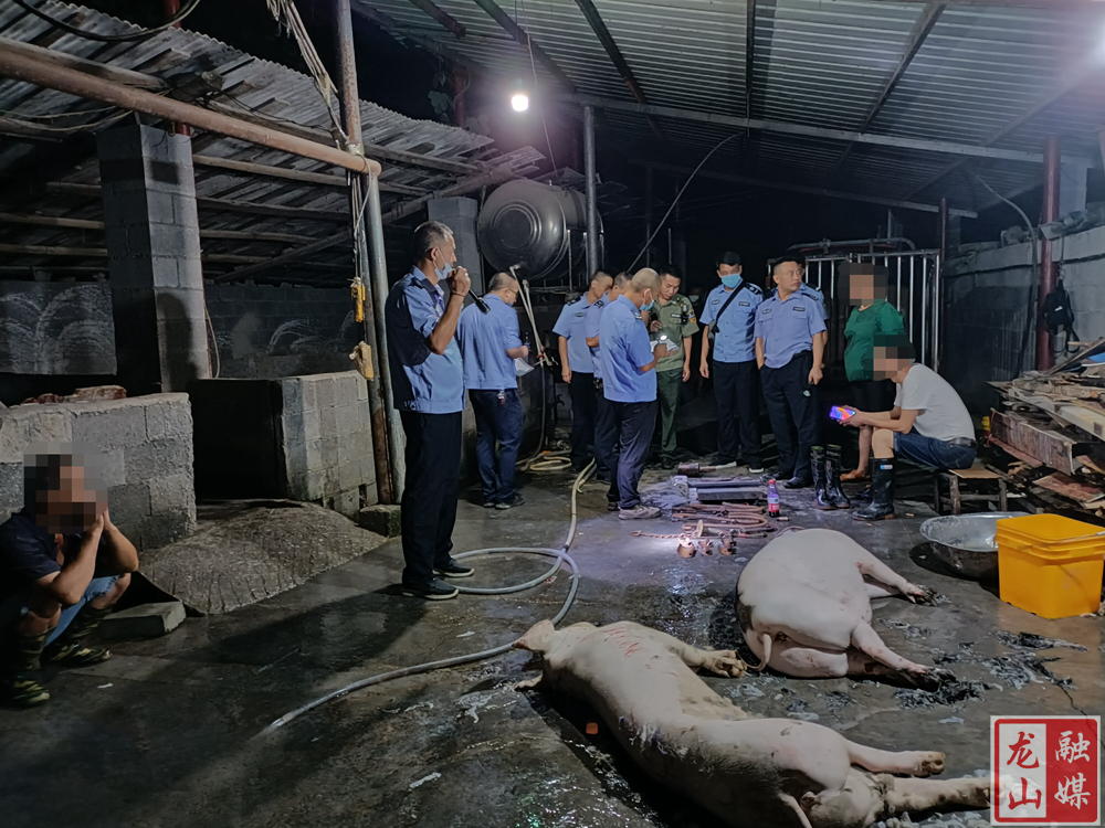 县农业综合行政执法局查获一生猪私屠滥宰窝点