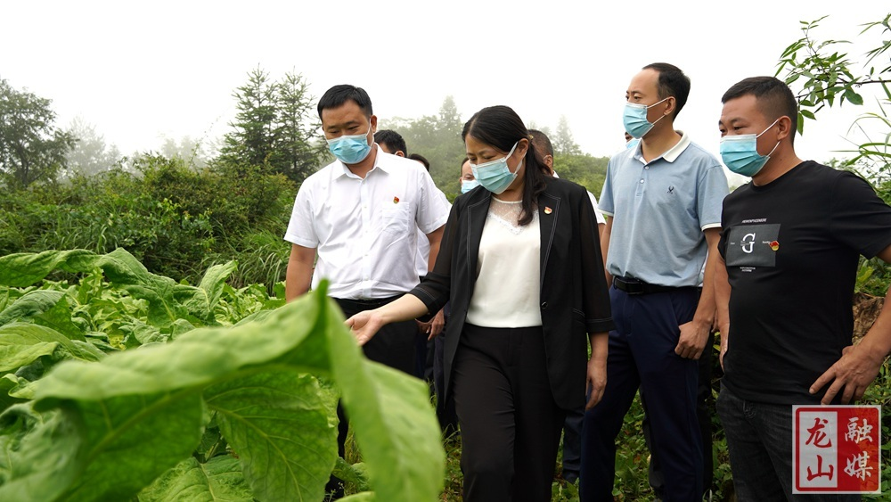 时荣芬深入召市镇督导疫情防控、产业发展等工作