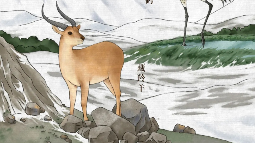 我们的共同家园丨中国珍稀动植物图鉴