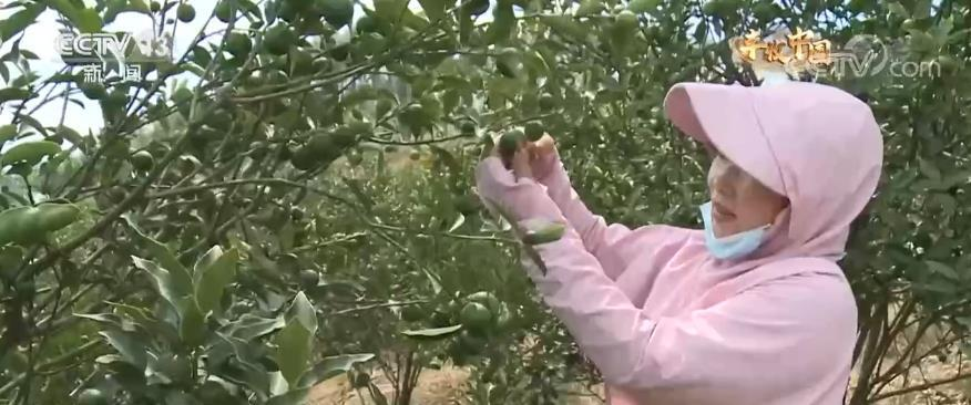 【丰收中国】广西鹿寨：金桔飘香迎丰收 农民欣喜采摘忙