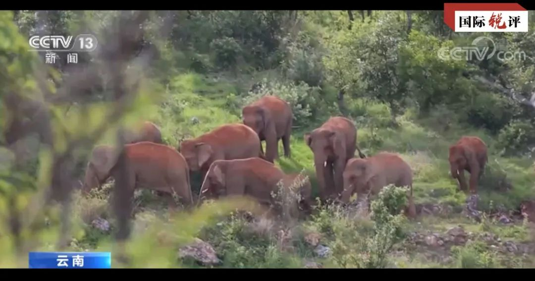 国际锐评丨构建地球生命共同体 “中国主张”指明方向贡献力量