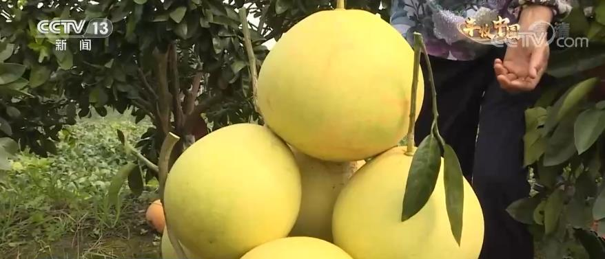 【丰收中国】四川泸州：金秋蜜柚果飘香 正是丰收好时节