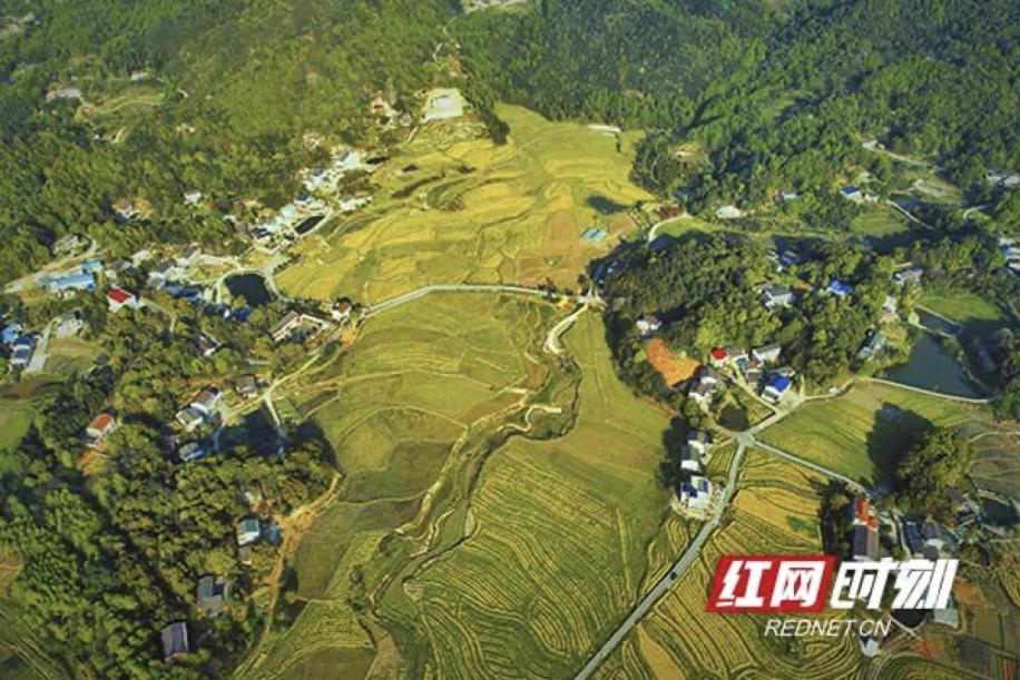 我为党代会建言献策丨产业兴旺人才聚 乡村振兴“金点子”看这里