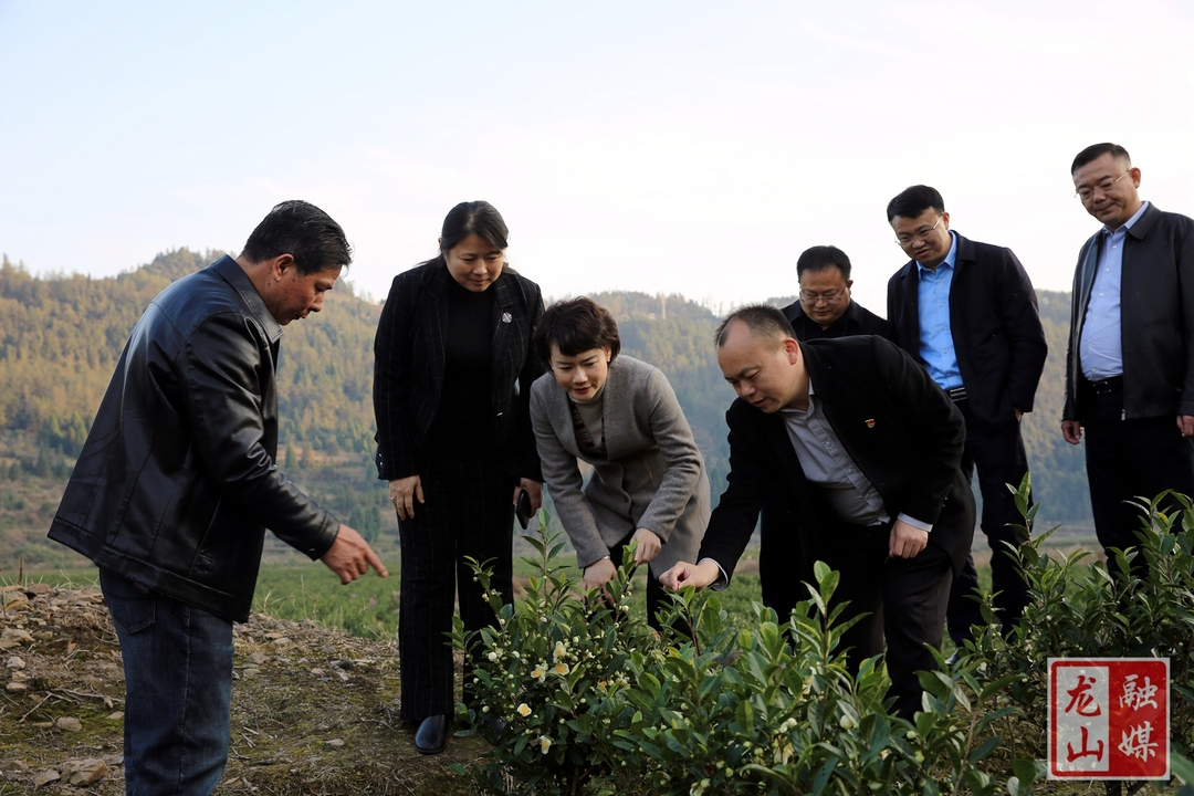 芙蓉区党政代表团来靛房镇调研对口帮扶和乡村振兴工作