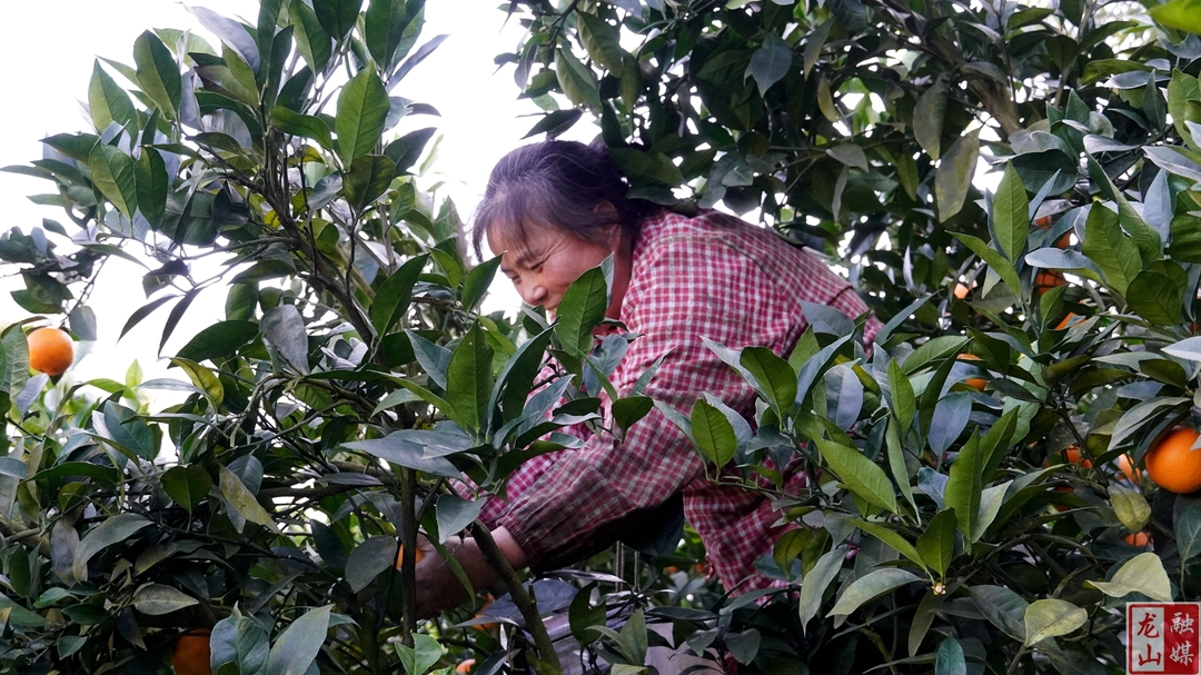 时荣芬到里耶镇调研乡村振兴工作