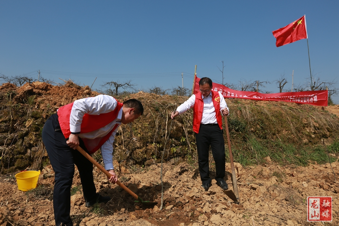 县委办联合茅坪乡政府开展义务植树