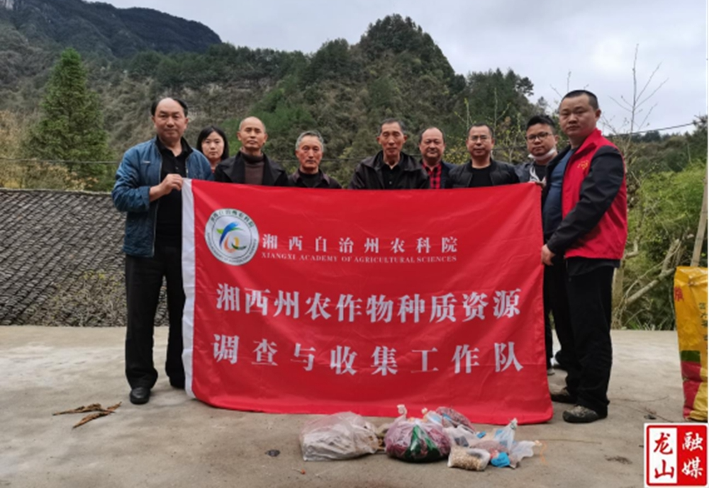 用脚步丈量龙山  把农作物种质资源“芯片”牢牢攥在手中