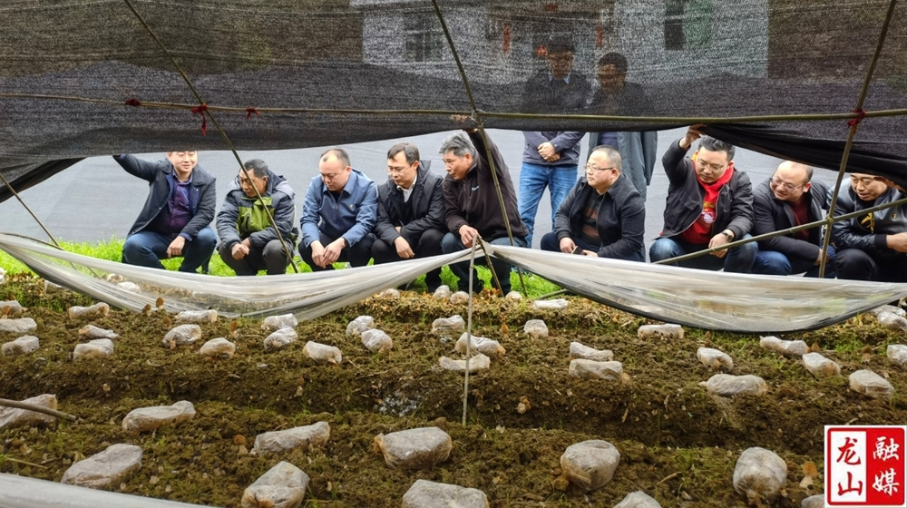 赵雪峰一行到靛房镇百型村、万龙村调研指导工作