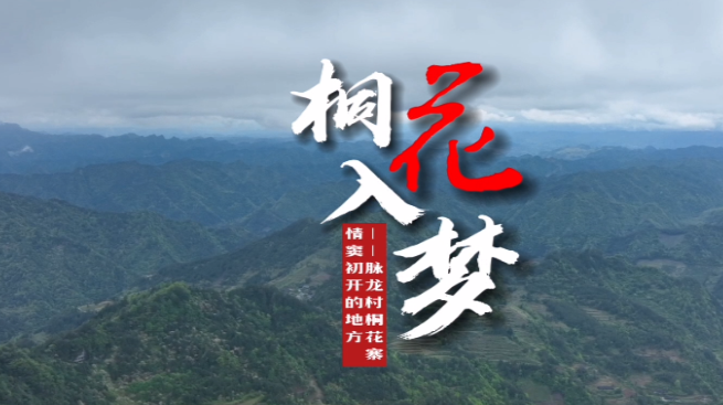 视频丨桐花入梦