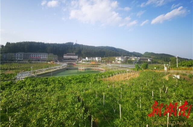 湖南日报要闻版头条丨红色沃土春意浓——湘西土家族苗族自治州革命老区振兴发展见闻