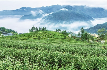 【奋进新征程 建功新时代——老区新貌】传奇梅山披锦绣——新化县革命老区绿色生态发展见闻