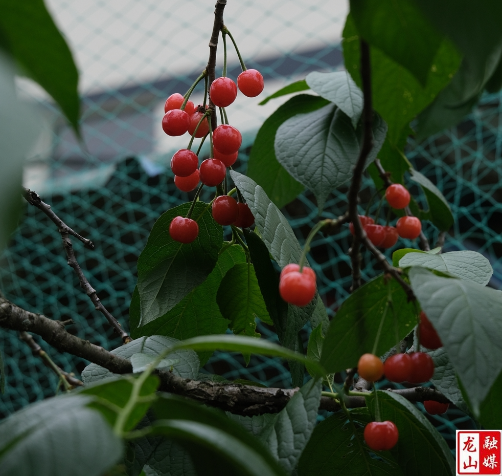 （组图）樱桃盛开的季节