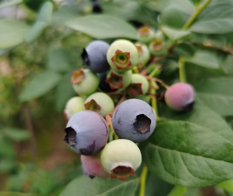 （组图）蓝莓成熟的季节