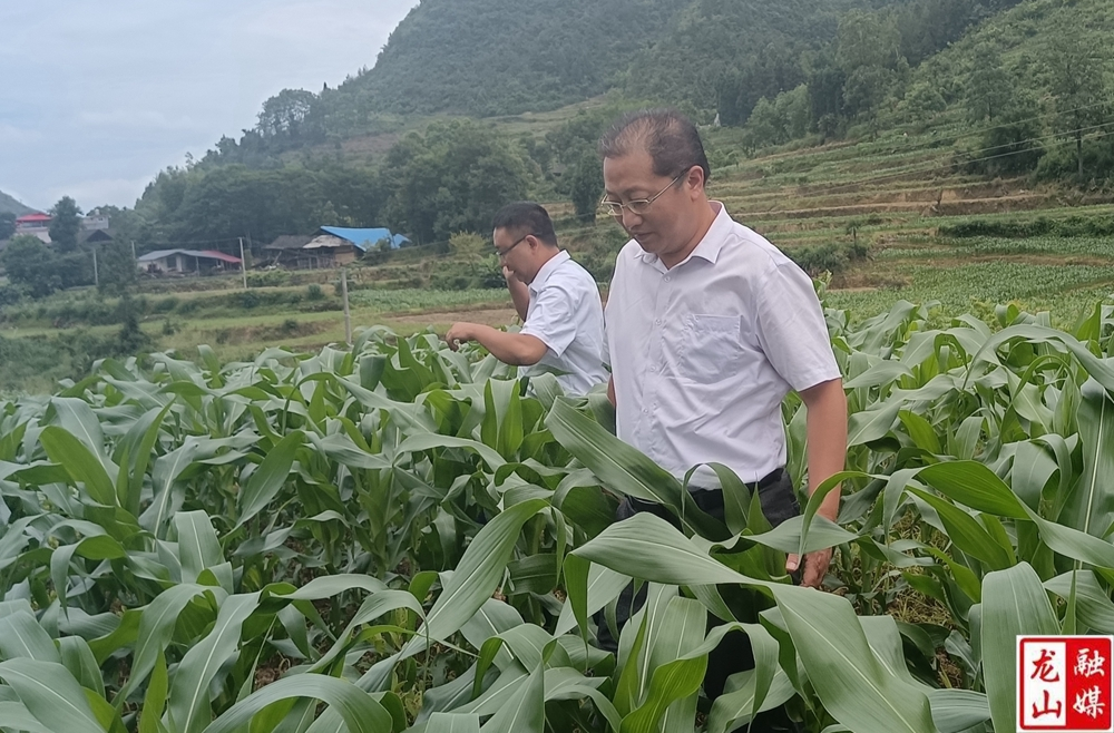 杨波到召市镇专项督查稳定粮食播种面积工作