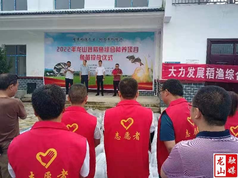 龙山投放5000公斤稻花鱼 助力种养融合发展