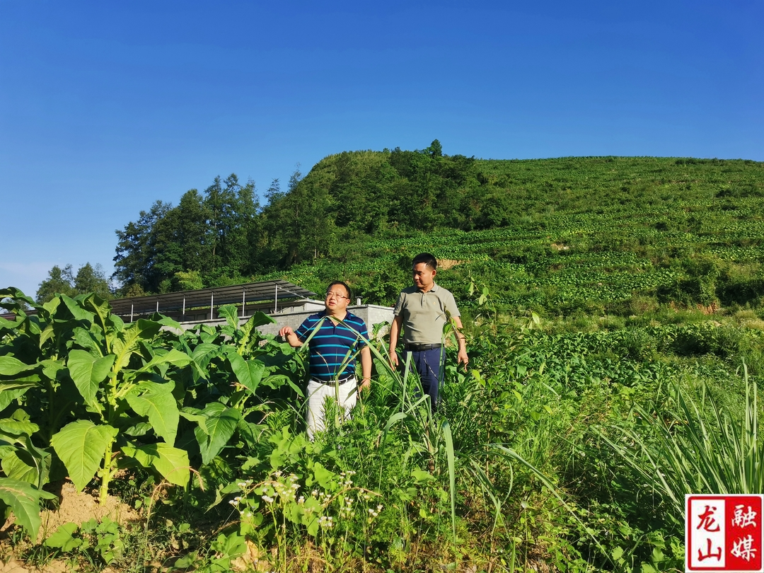 叶明江到靛房镇调研指导乡村振兴工作