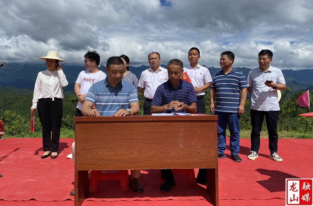 内溪乡500亩蜜汁李产业园采摘节开幕