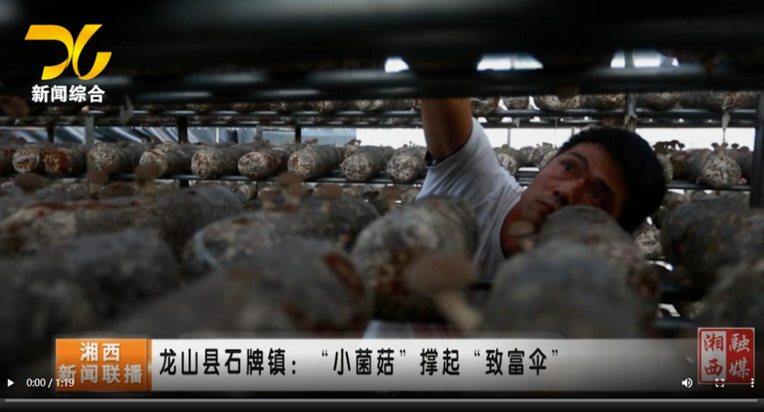 【联播视频】龙山县石牌镇：“小香菇”撑起“致富伞”