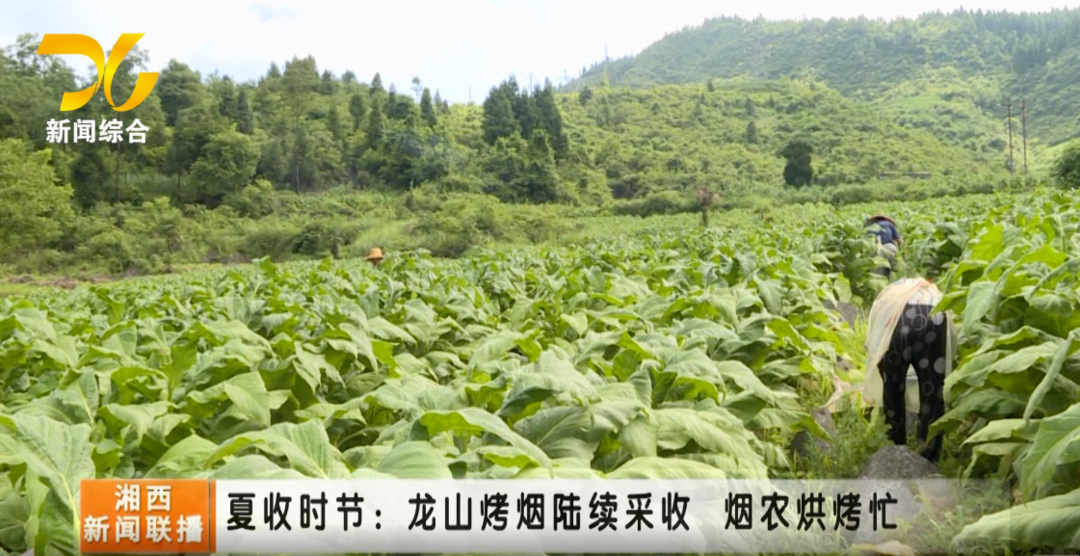 【联播视频】夏收时节：龙山烤烟陆续采收 烟农烘烤忙