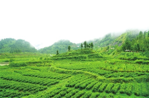 龙山县创建“五好”乡村振兴园区