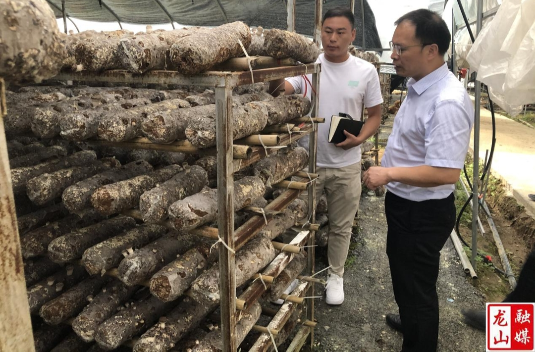 谭必松到桃兴村百亩香菇基地示范园考察调研