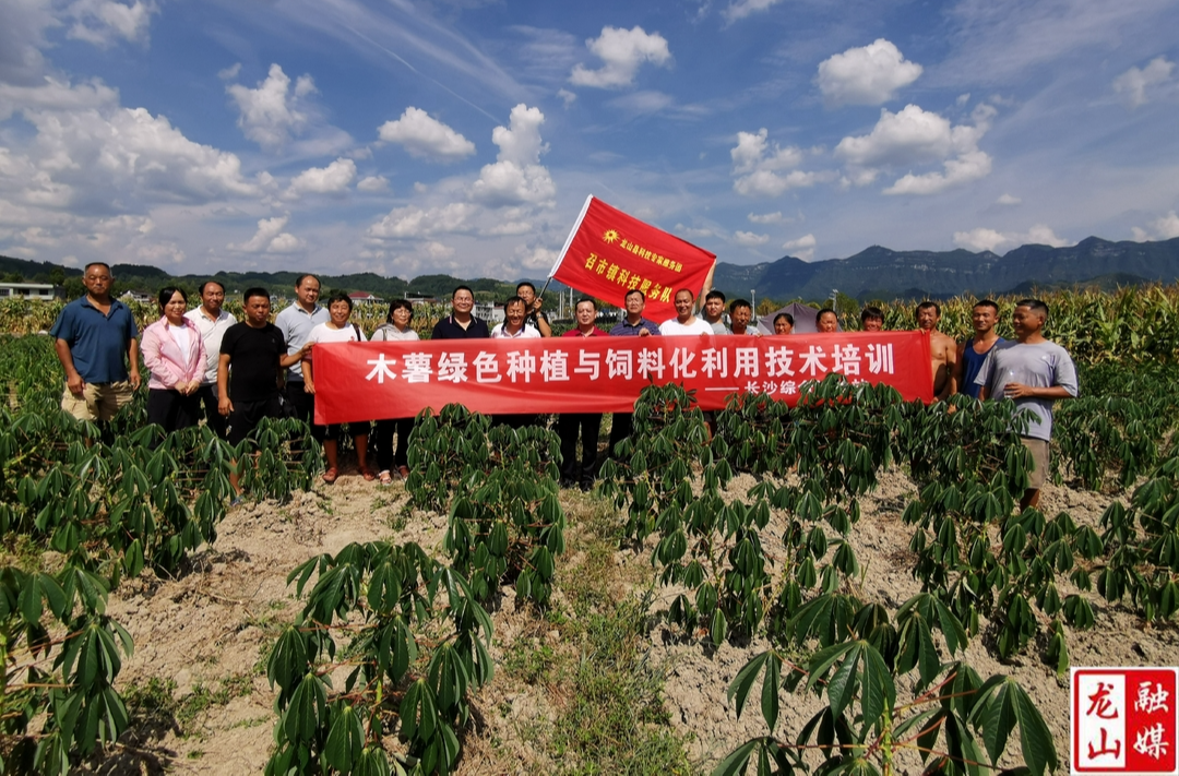 国家木薯体系专家在召市进行木薯种植技术培训