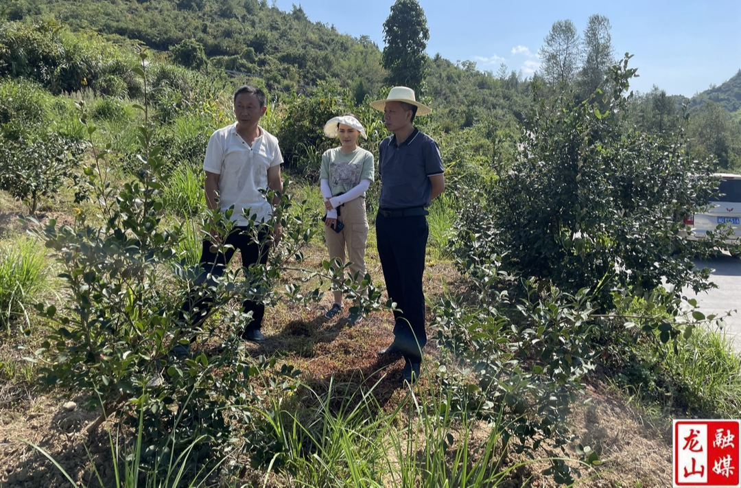 梁海波到茨岩塘镇调研产业发展和医疗卫生工作