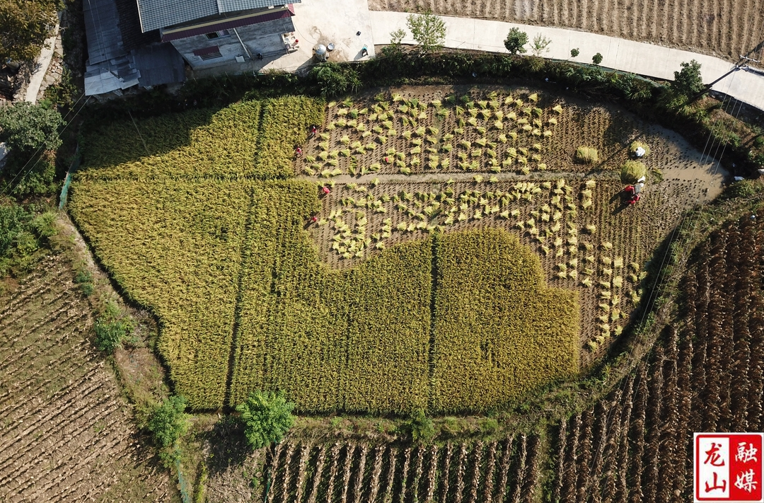【喜迎二十大】农车镇正河村：干群齐心 助力秋收