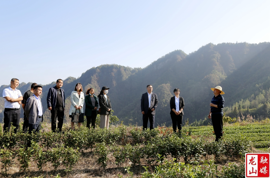 县人大代表小组到红岩溪镇调研乡村振兴工作