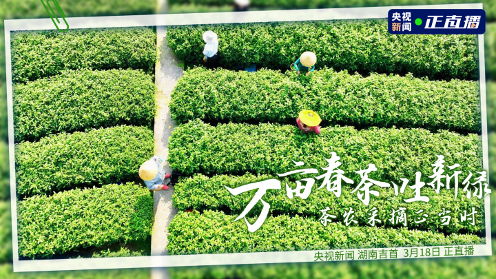 直播 |万亩春茶吐新绿 茶农采摘正当时