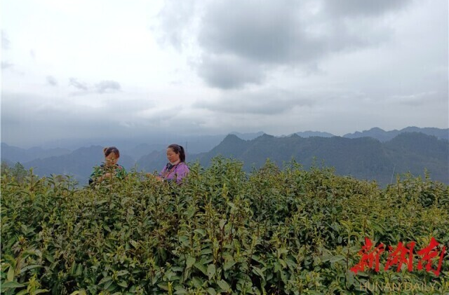 醉美古丈：茶韵如诗 碧水似画