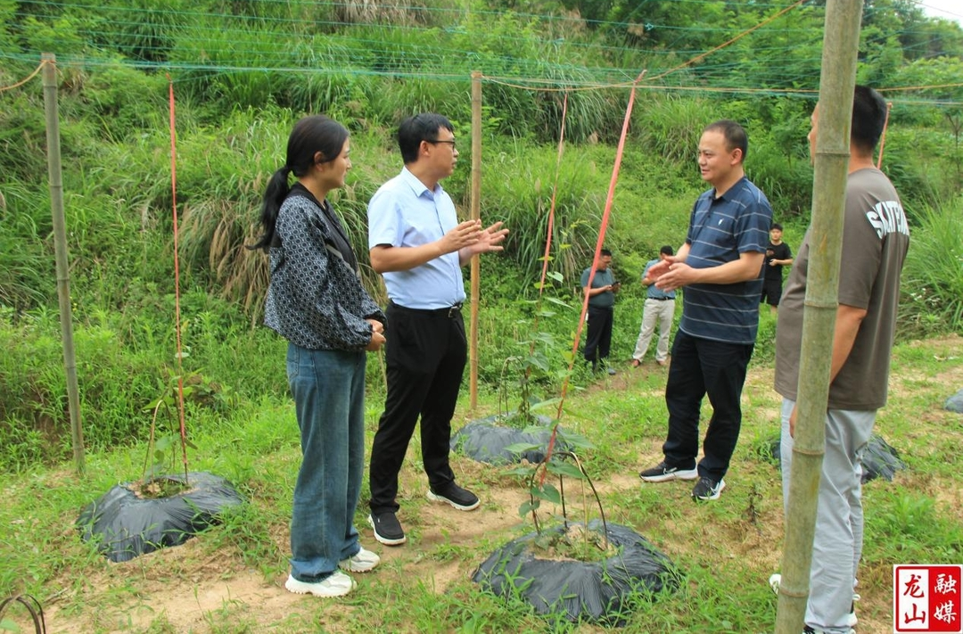 杜丛志到尧坪村开展调研