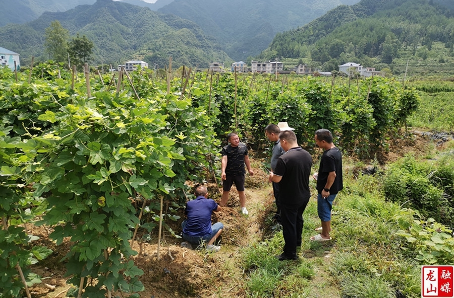 沅江市新湾镇来高寨村考察村集体经济发展工作