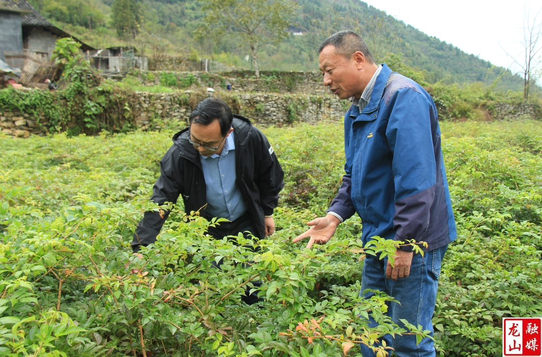 杜丛志到乡村振兴联系村开展调研活动