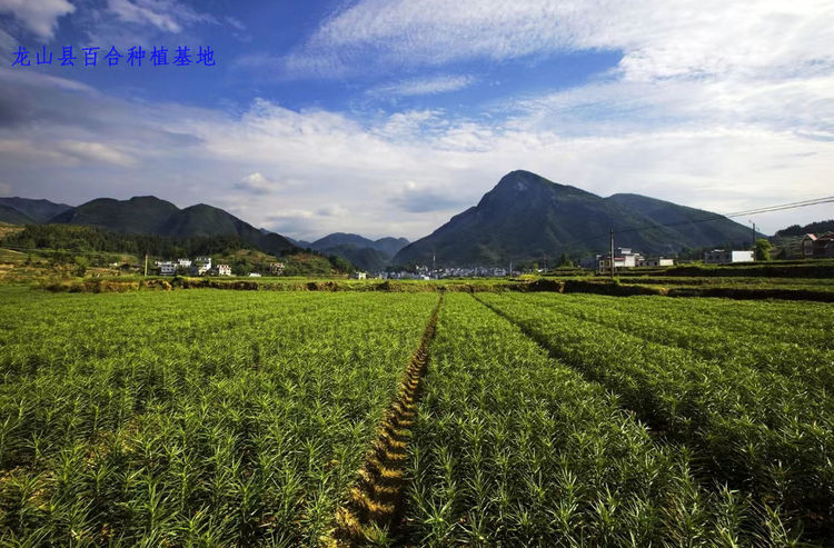 请为龙山百合（76号）投票