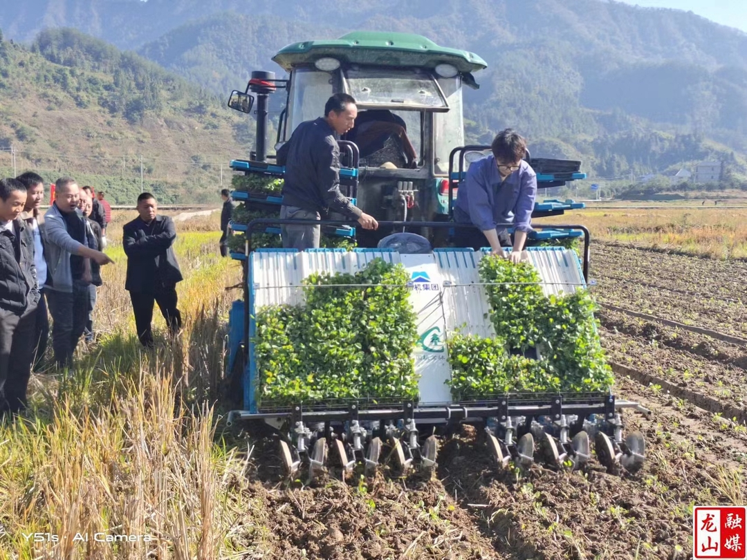 龙山县推广油菜毯状育苗移栽 节本增产提效率