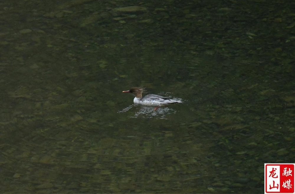 “国宝”中华秋沙鸭首次现身龙山印家界  省级自然保护区