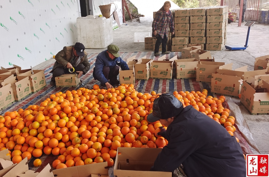 咱果乡克寨村：千余亩脐橙丰收上市