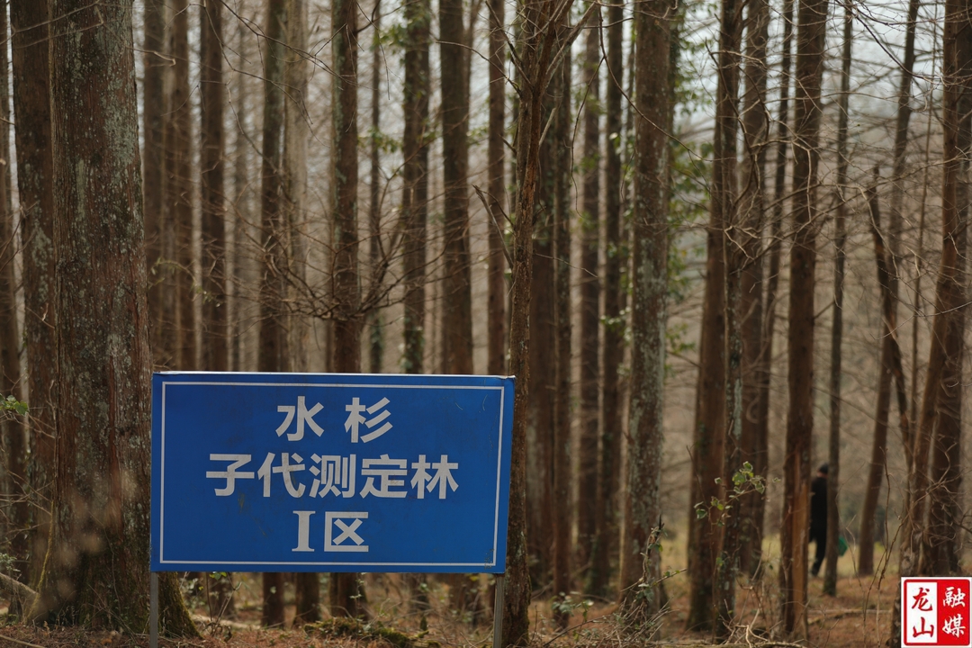 洛塔省级自然保护区完成古水杉无性系子代林营建