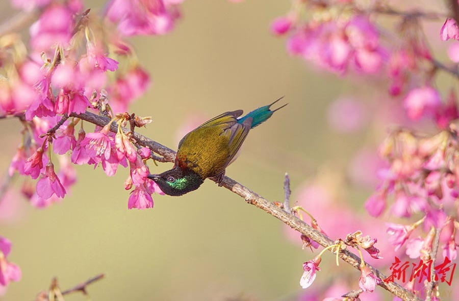 鸟语花香春意浓