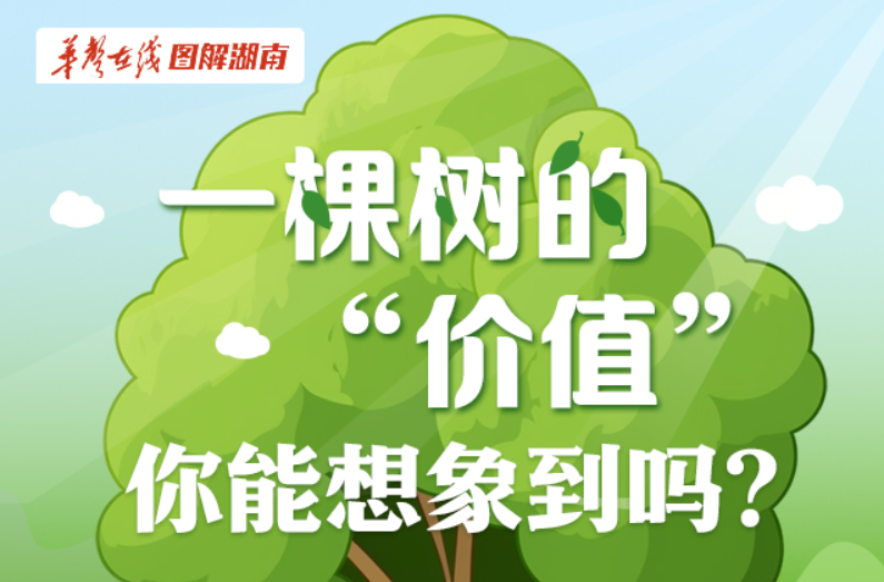 【图解】一棵树的“价值”，你能想象到吗？