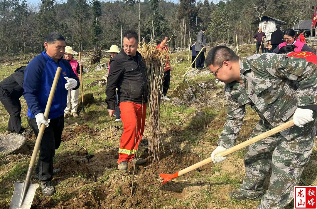大安乡开展植树活动