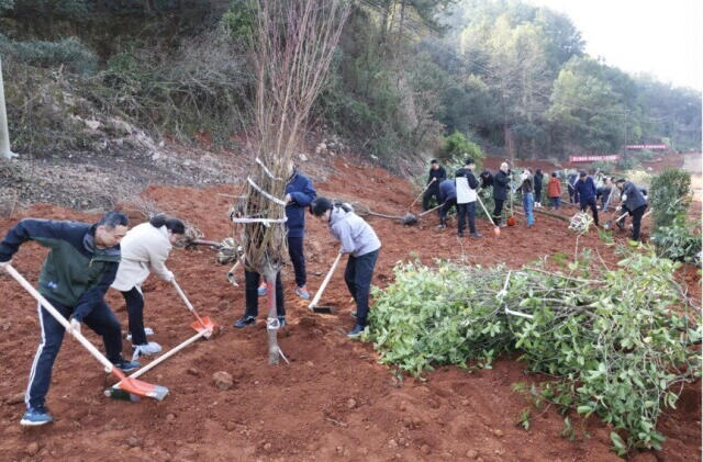 植此青绿 莫负春光 ——湖南各地掀起义务植树活动热潮