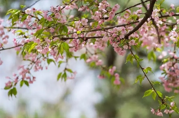 湖南大部已入春 专家提醒加强健康防护