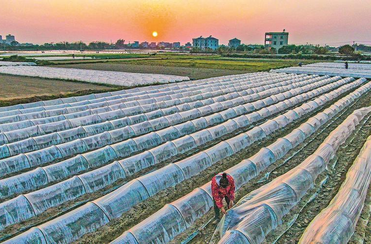 打好春耕备耕主动仗 我省确保全年粮食播种面积7140万亩以上、产量615亿斤左右