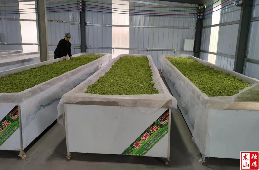 苗儿滩镇树比村：集体经济结“硕果”